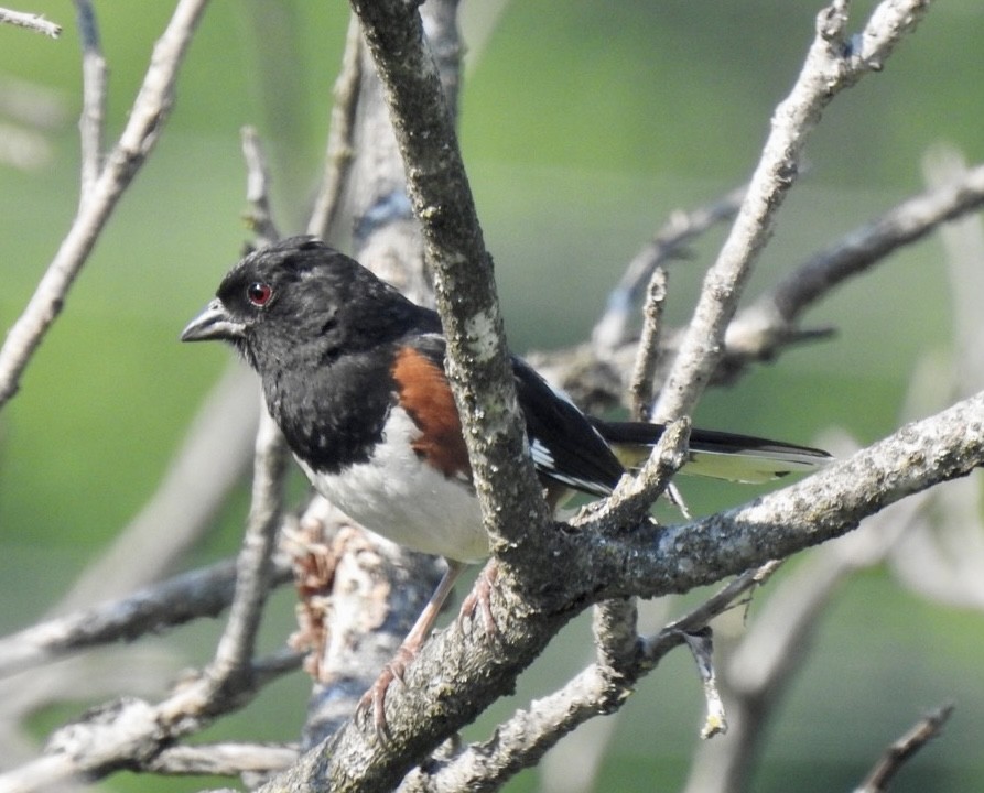 Eastern Towhee - ML586639611