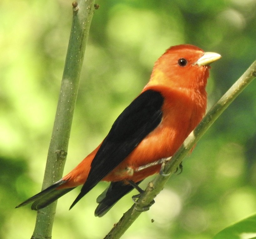 Scarlet Tanager - ML586639691
