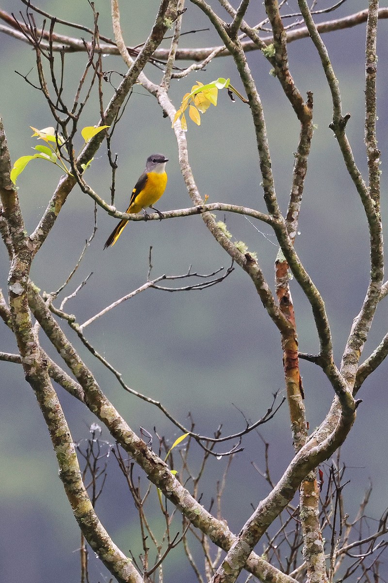 Gray-chinned Minivet - ML586639781