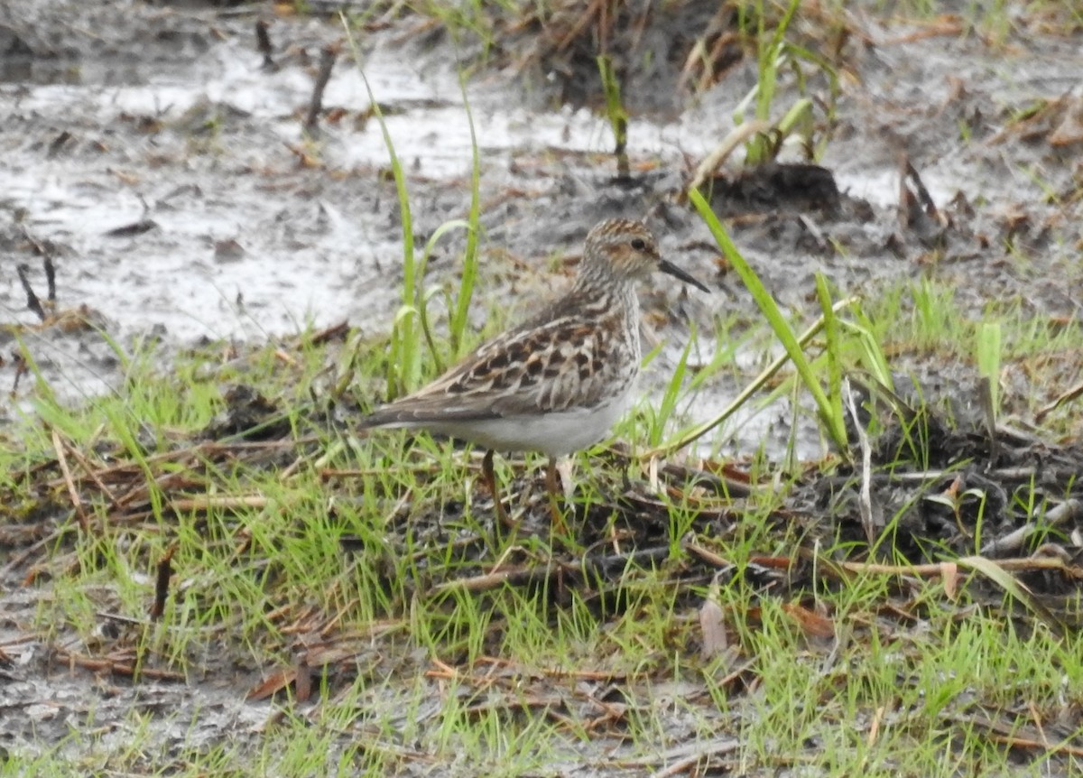 Least Sandpiper - Jean Crépeau