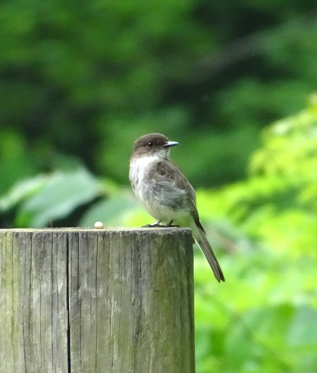 Eastern Phoebe - ML586642031