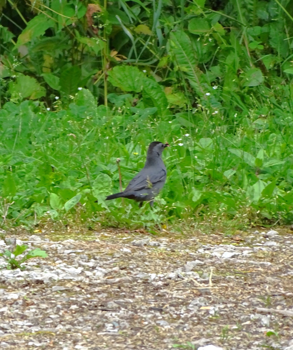 Pájaro Gato Gris - ML586642121