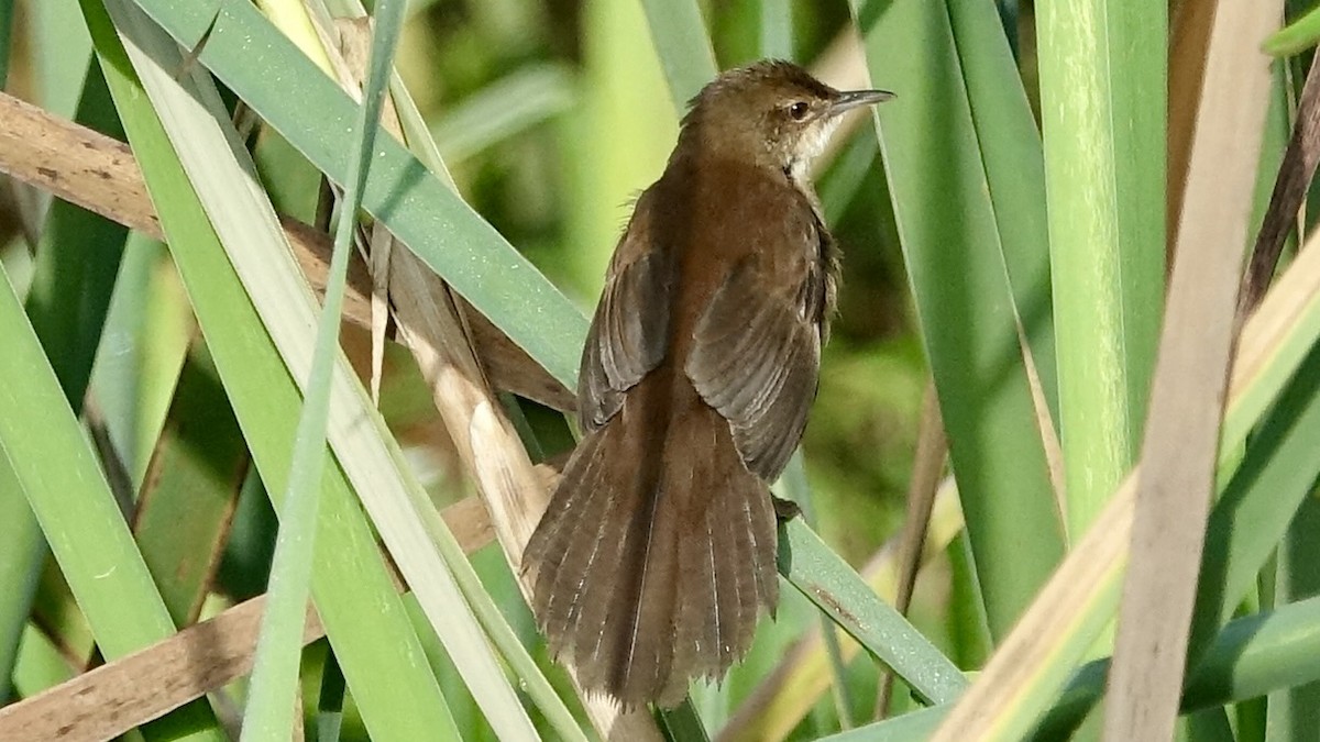 Highland Rush Warbler - ML586642441