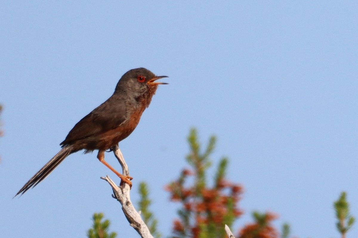 Dartford Warbler - Pedro Miguel Pinheiro