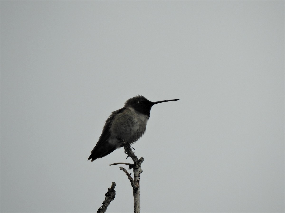 Black-chinned Hummingbird - ML586643891