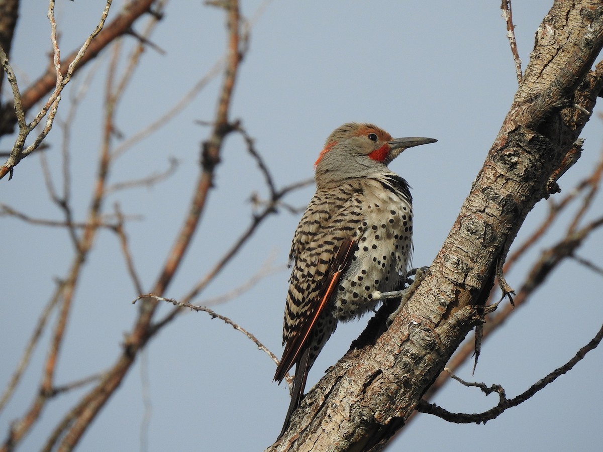 Northern Flicker (Yellow-shafted x Red-shafted) - ML586643971