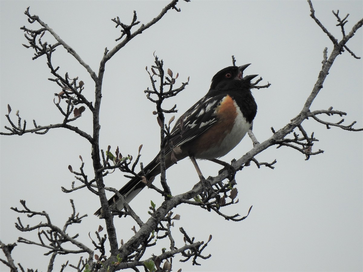 Spotted Towhee - ML586644081