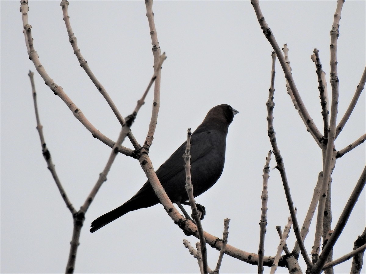 Brown-headed Cowbird - ML586644121