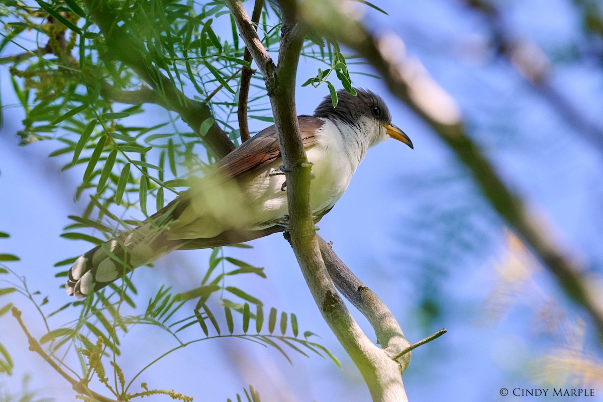 Yellow-billed Cuckoo - ML586644541