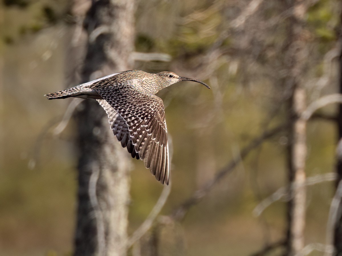 Whimbrel - ML586644671