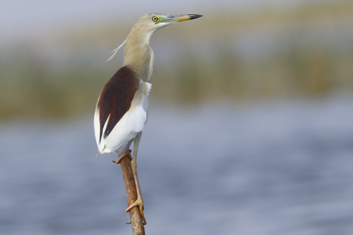 Indian Pond-Heron - ML586647431