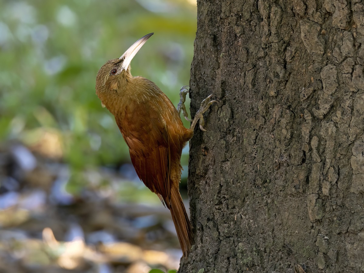 Great Rufous Woodcreeper - Andres Vasquez Noboa