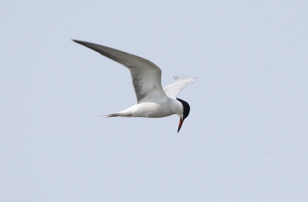Common Tern - Bhaarat Vyas