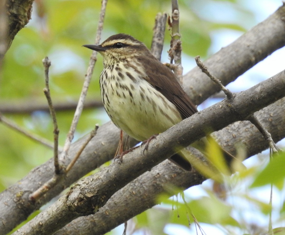 Northern Waterthrush - ML58664891