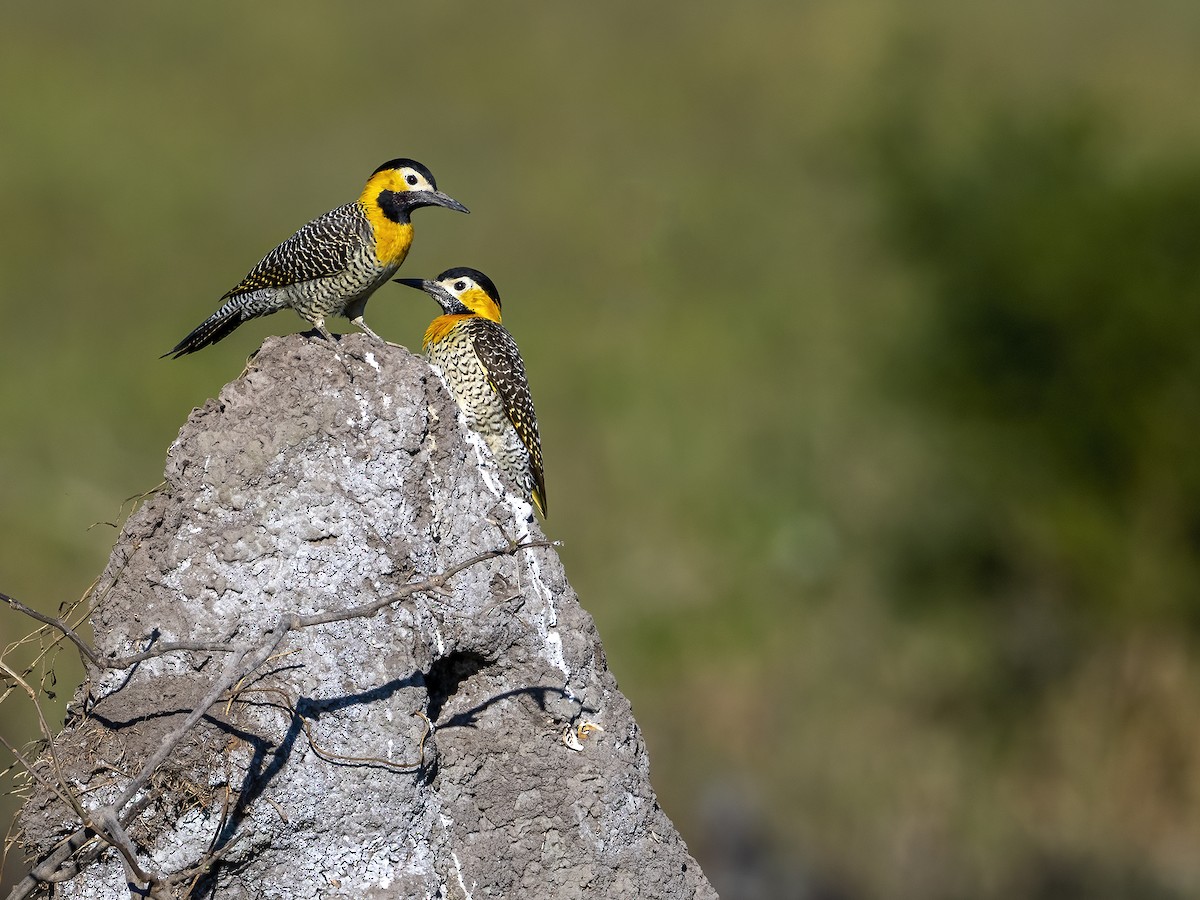 Campo Flicker (Campo) - Andres Vasquez Noboa
