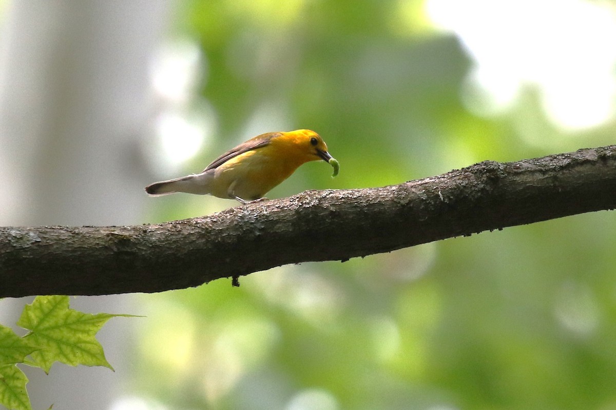 Prothonotary Warbler - ML586649381