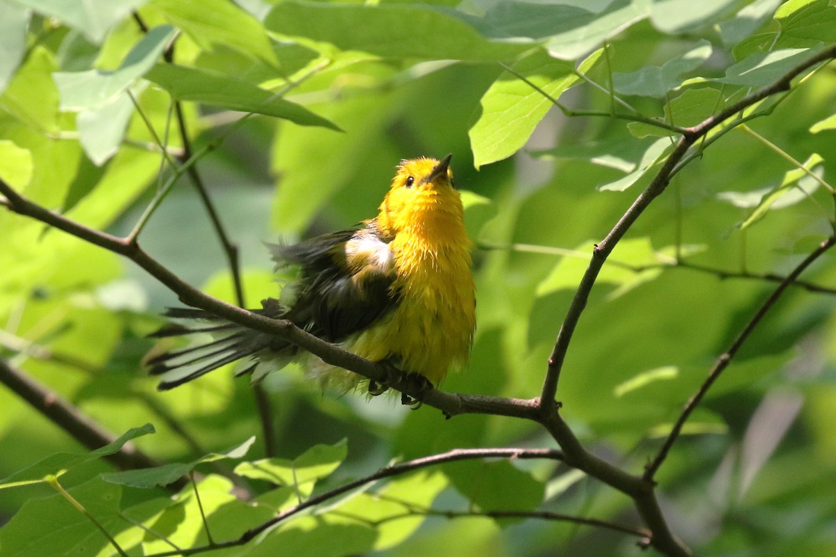 Prothonotary Warbler - ML586649391