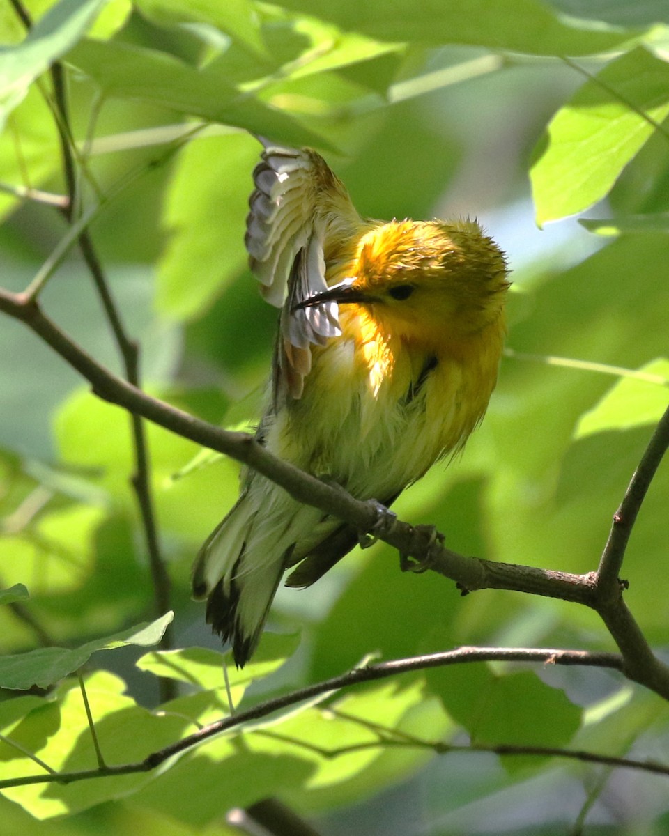 Prothonotary Warbler - ML586649401