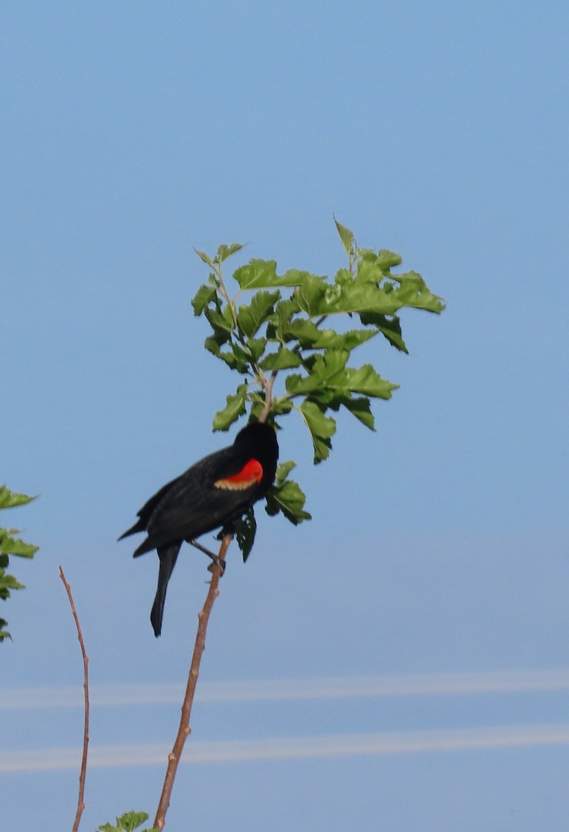 Red-winged Blackbird - ML586650021