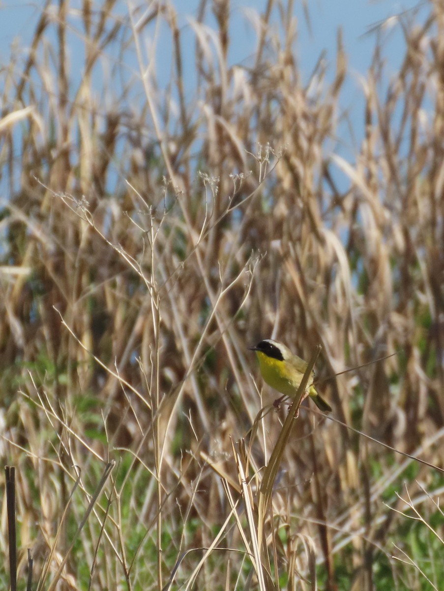 Common Yellowthroat - ML586650191