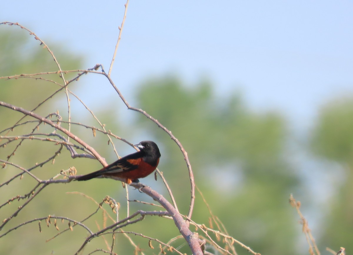Orchard Oriole - ML586650291