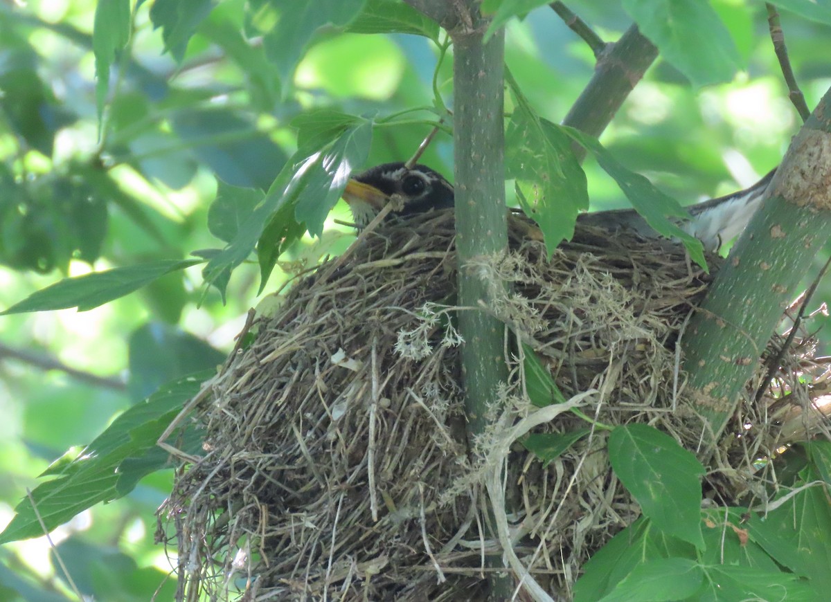 American Robin - ML586650521