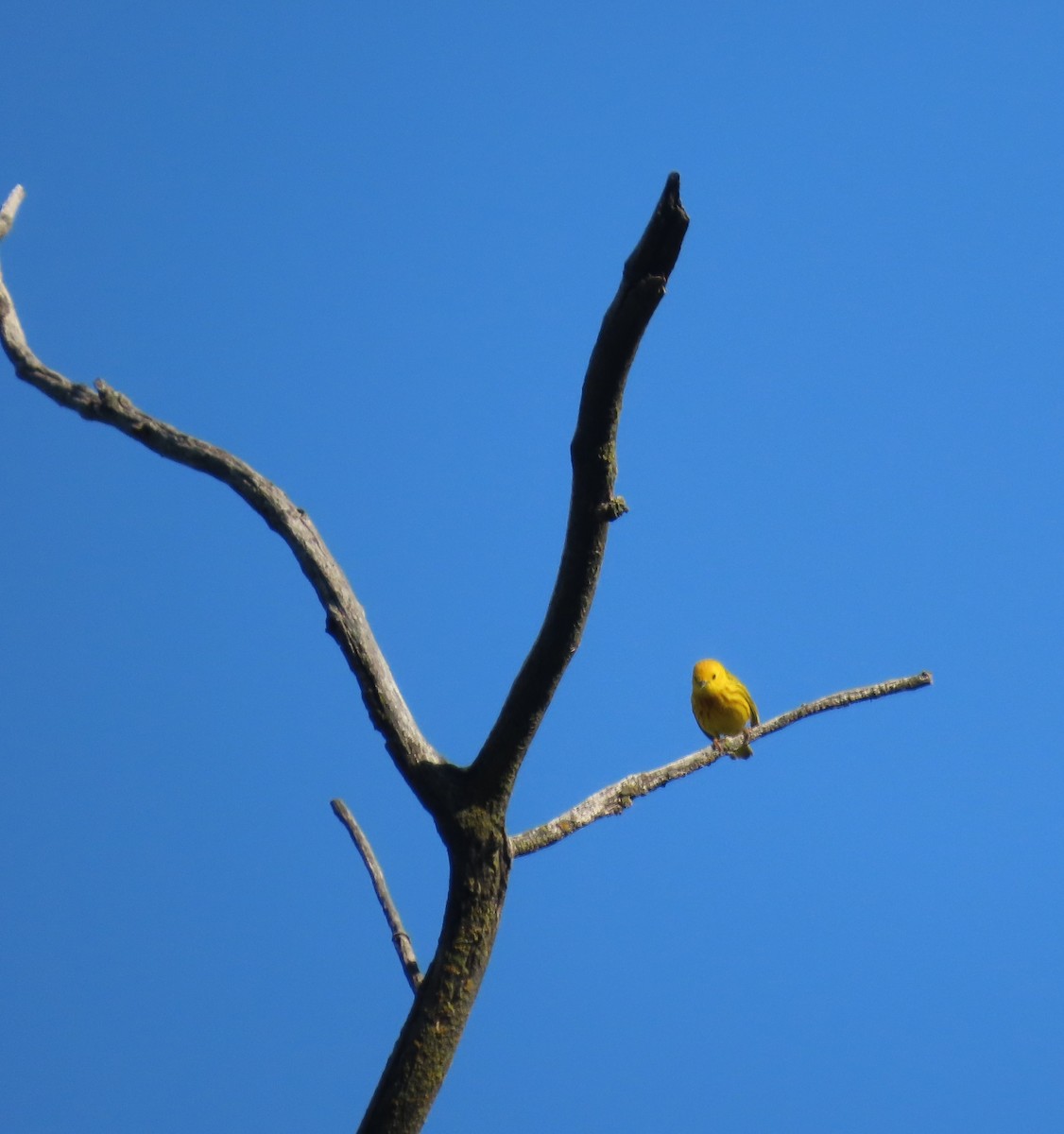 Yellow Warbler - ML586650641