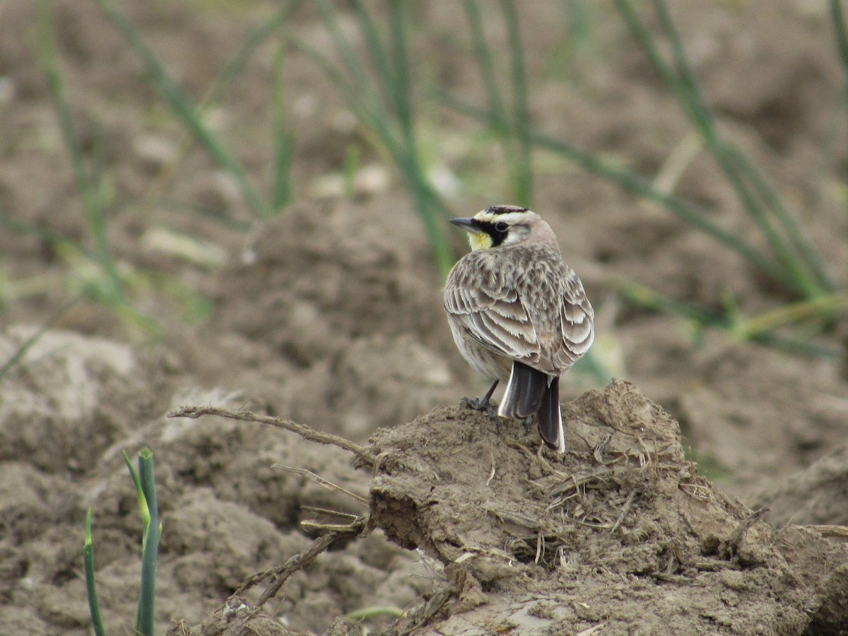 Horned Lark - ML58665071