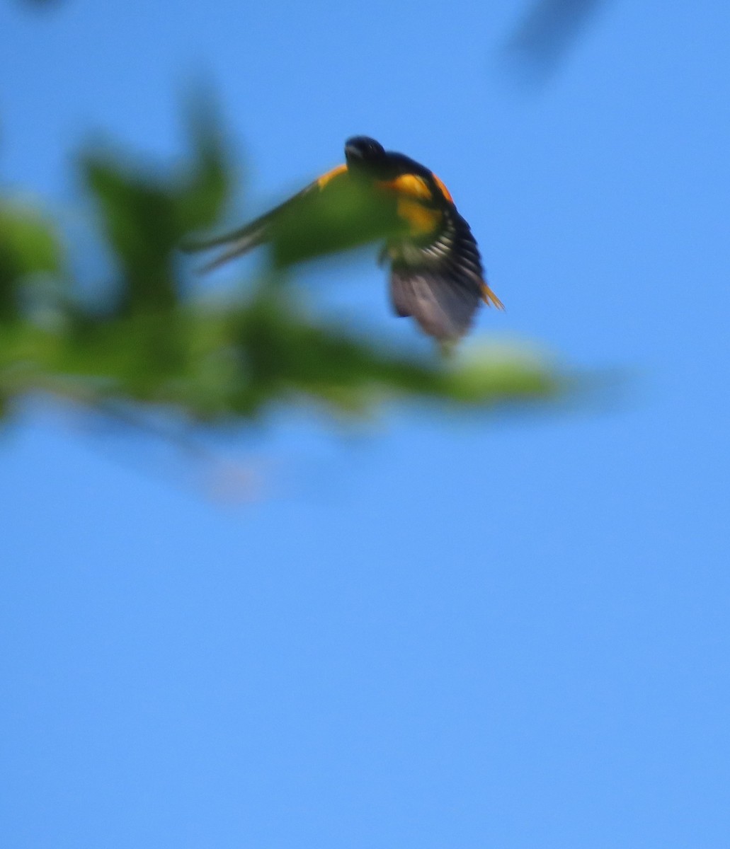 Baltimore Oriole - ML586650721