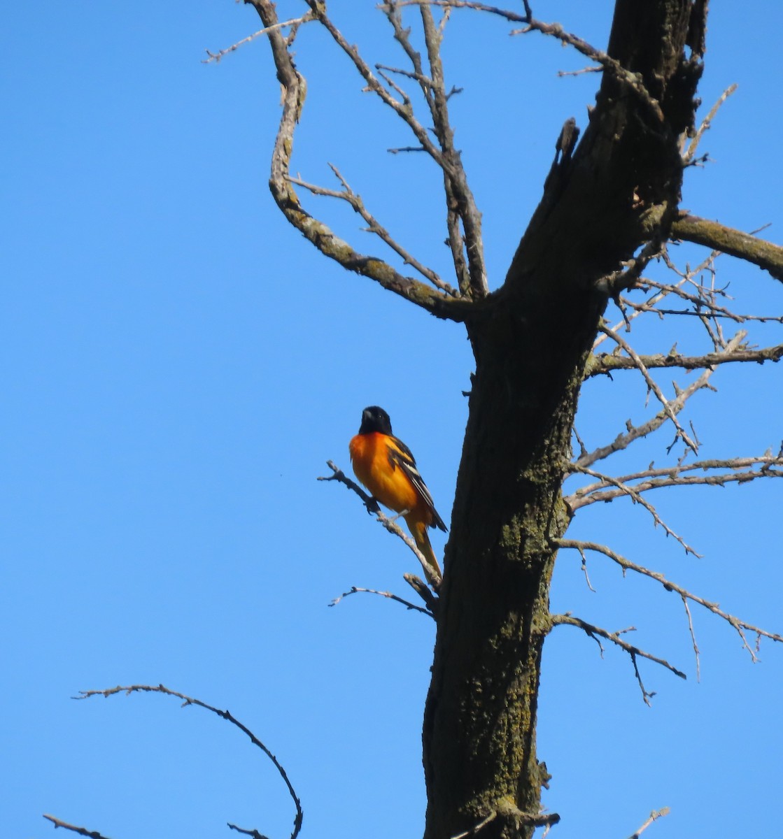 Baltimore Oriole - ML586650741