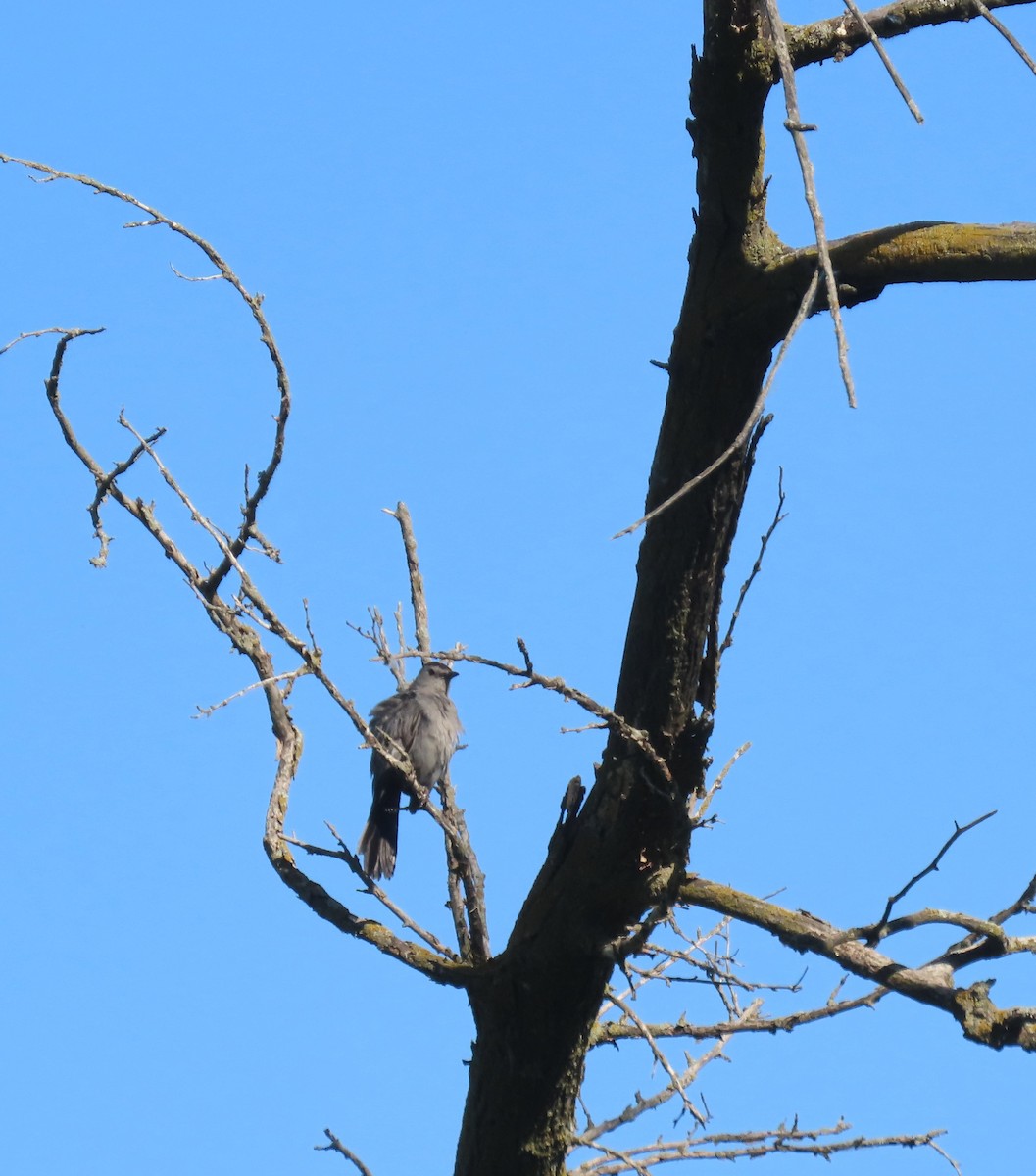 Gray Catbird - ML586650771