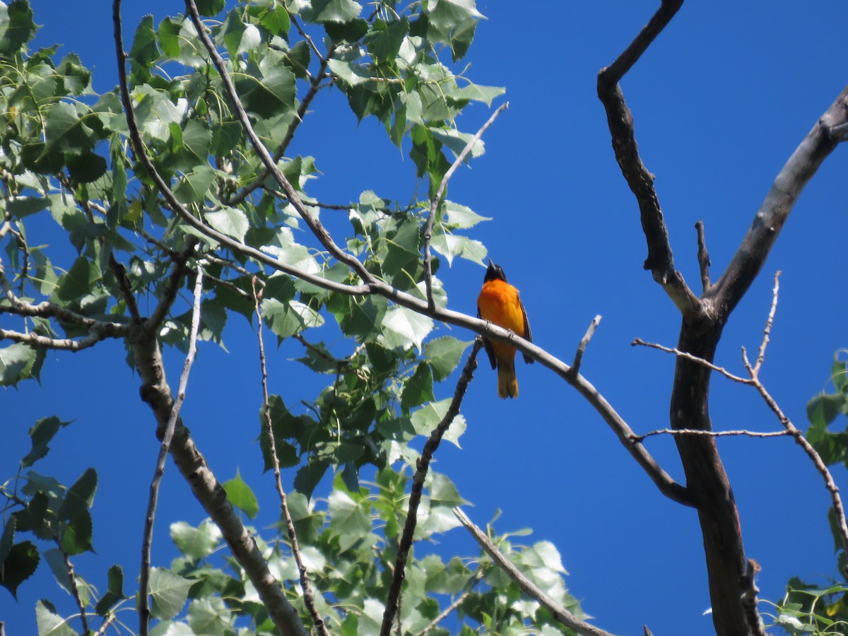 Baltimore Oriole - ML586650811