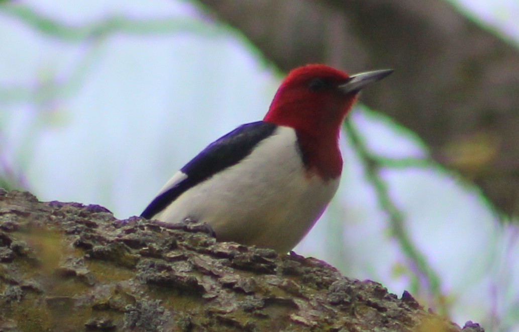 Pic à tête rouge - ML58665111