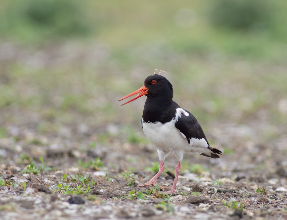 Eurasian Oystercatcher - Katen Setrinen