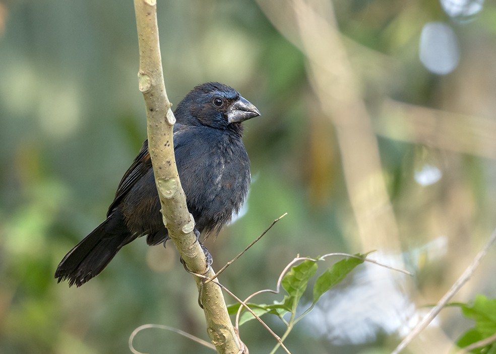 Blue-black Grosbeak - Andres Vasquez Noboa