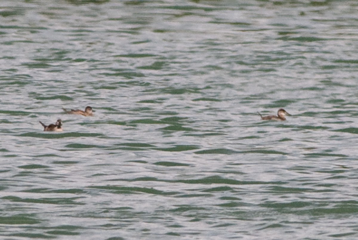 Ruddy Duck - ML58665381