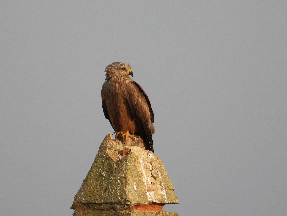 Black Kite - Alfonso Rodrigo