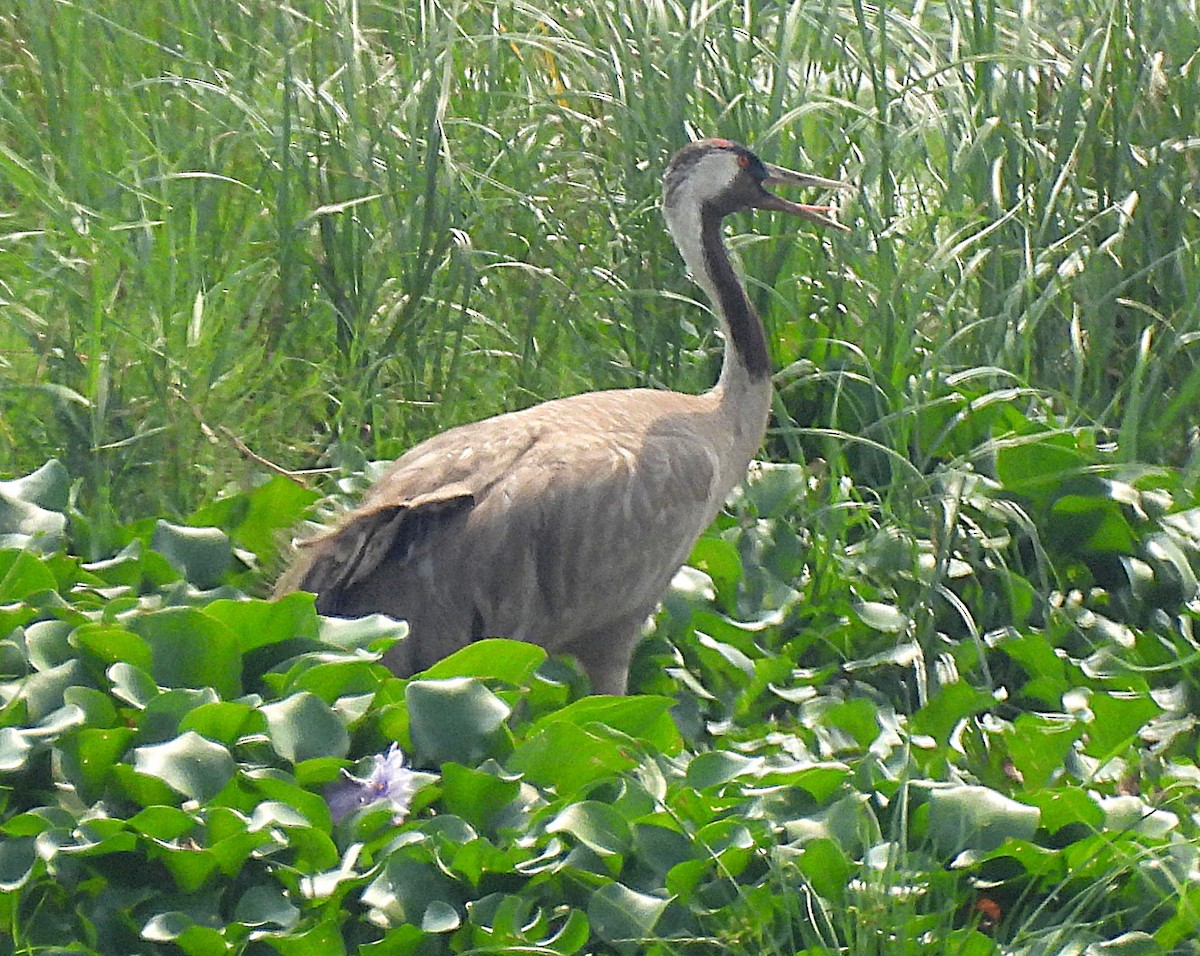 Common Crane - ML586654671