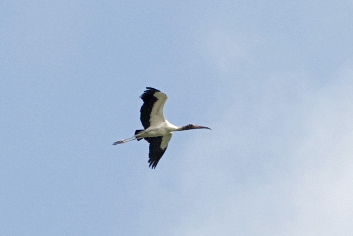 Wood Stork - ML58665471