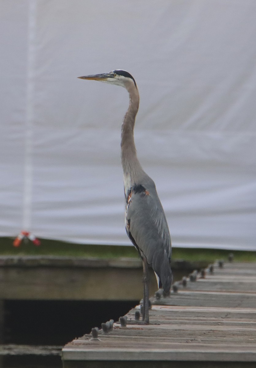 Great Blue Heron - ML586655571