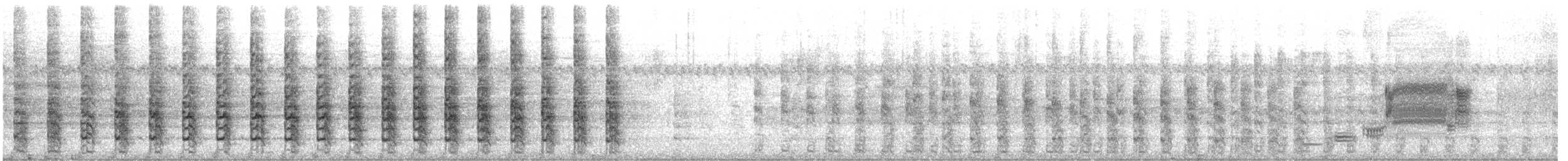 Râle tapageur (saturatus/scottii) - ML586656161