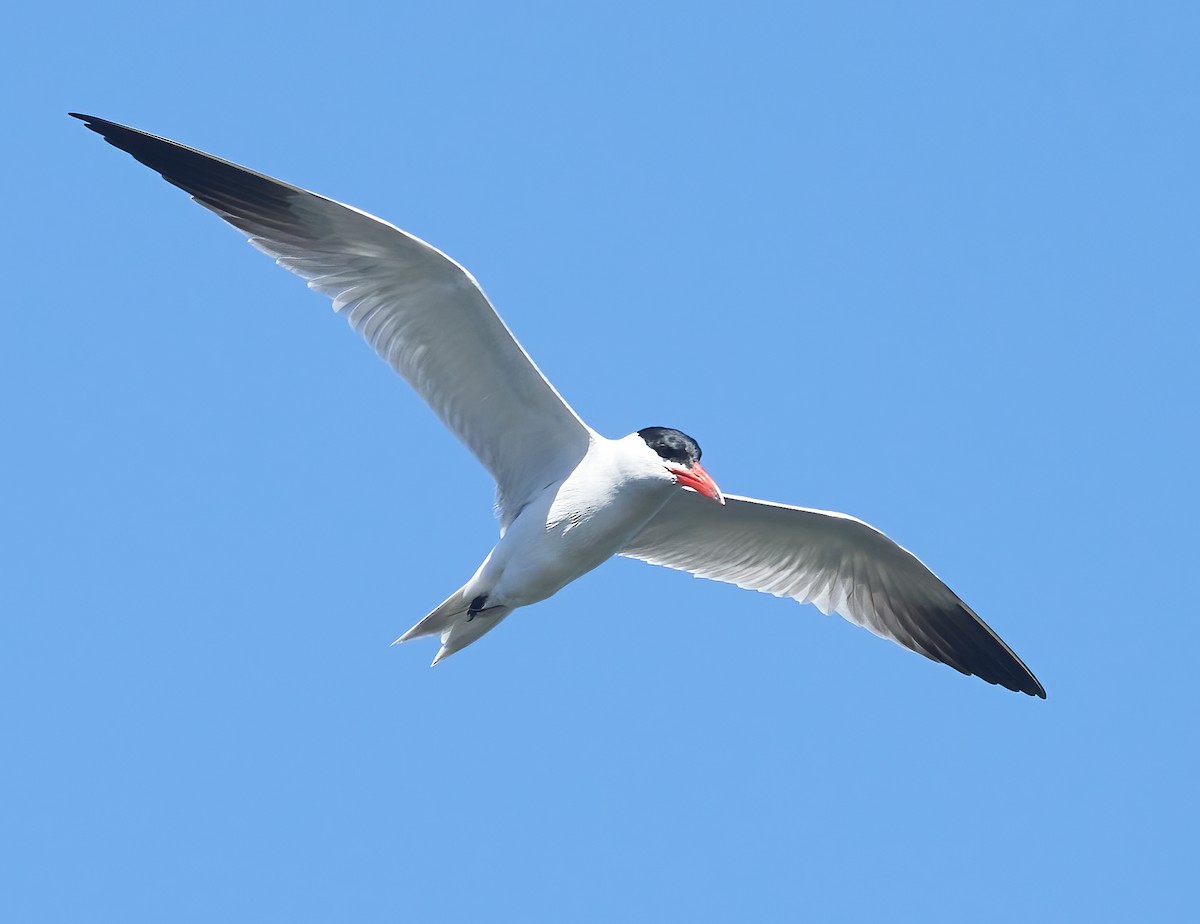 Caspian Tern - ML586656281