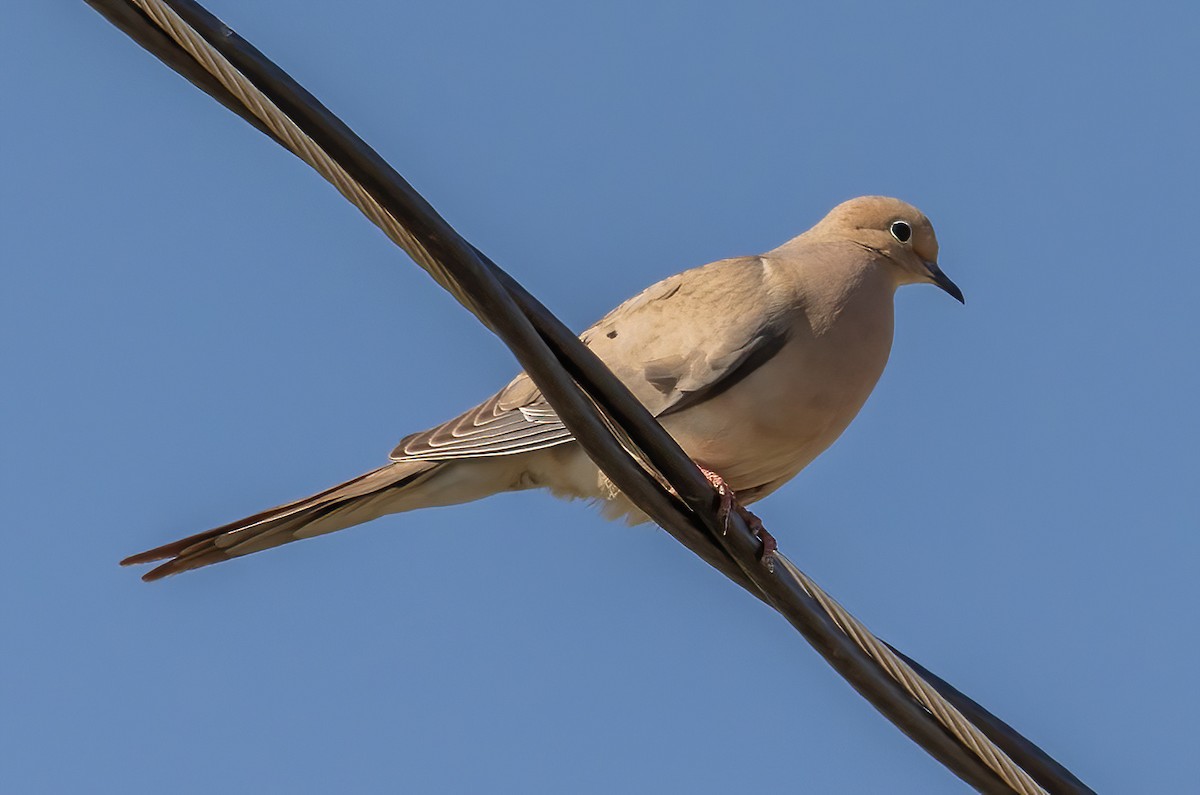 Mourning Dove - ML586657431