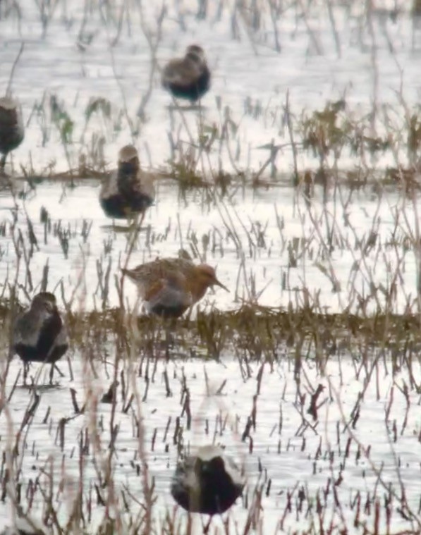 Red Knot - ML58665771