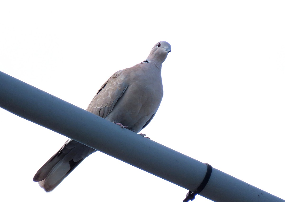 Eurasian Collared-Dove - Manuel Pérez R.