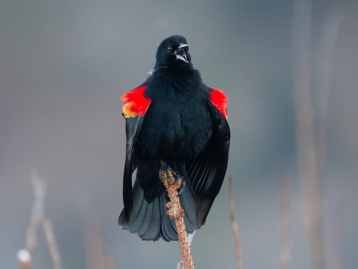 Red-winged Blackbird - ML586659241