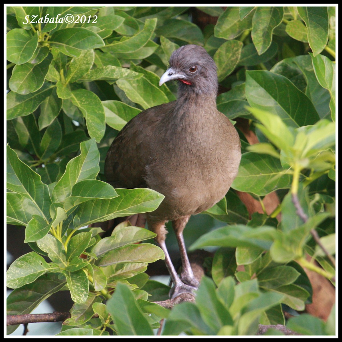 Rufous-vented Chachalaca - ML58665961