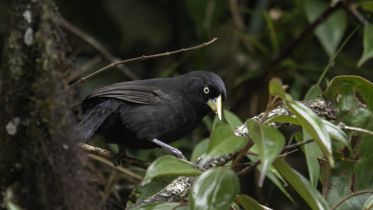 Yellow-billed Cacique (Chapman's) - ML586660261