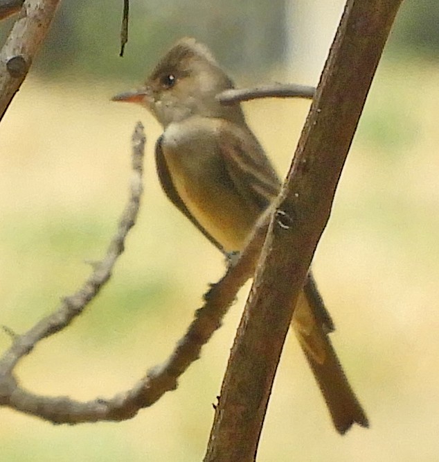 Western Wood-Pewee - ML58666041