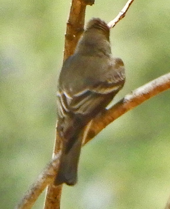 Western Wood-Pewee - ML58666051